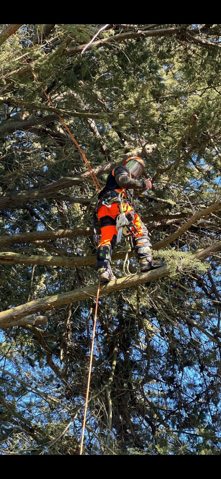 Trimming branches over property